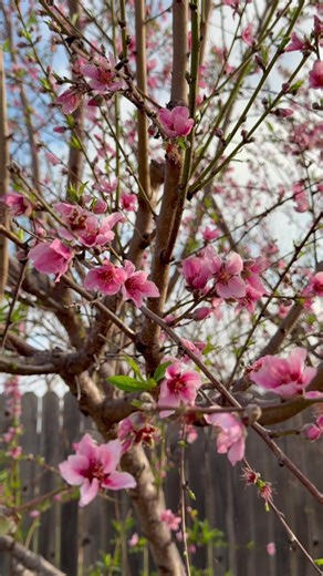 Springtime Peach Blossoms in Texas