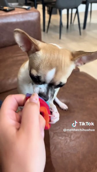 Chihuahua Moments: Joyful Playtime Adventures