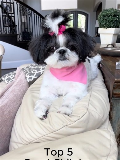Top 5 Great Shih Tzu hairstyles #shihtzupuppy #shihtzu #animal #fyp #dogs #hairstyle #grooming