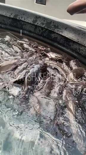 HOW TO FEED YOUR CATFISH CORRECTLY (SPOT FEEDING METHOD) Feeding your catfish the right way is the secret to fast growth, less waste, and healthier fish. Here’s a beginner-friendly guide to spot feeding: 1️⃣ Feed at the Right Time Catfish are most active in the morning and late afternoon. Avoid feeding during the hottest hours, your fish will eat less, and feed will go to waste. 2️⃣ Spot Feeding for Better Control Choose a consistent spot in your pond or tank. Drop the feed slowly and watch how 