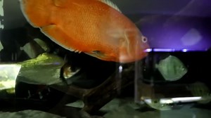 Adding new monsters to my 300 gallon aquarium