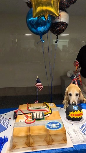 Travel Tips & Dad Joke Hits 🎶 | A round of ap-paws to our 2022 Cutest K9 winner… Eebbers from MSP! Do you know how Eebbers is celebrating this momentous occasion? With a... | Instagram