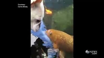 243K views · 8.7K reactions | WATCH: French Bulldog can't stop making...