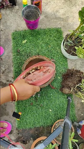 🐰 Rabbit Foot Fern Division LIVE | Ek Plant Se Kitne Naye Plants Banenge? 😱🌿