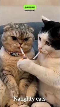 Cute Cat's Funniest Moment 😂🐱 | Try Not to Laugh! #Shorts