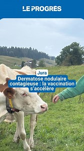 🐄💉 Détectée fin juin en Savoie, la dermatose nodulaire contagieuse – une maladie affectant les bovins – a gagné du terrain dans l’Ain, et contraint les autorités à ordonner l’abattage des troupeaux. Lancée en juillet, la campagne de vaccination massive s’accélère, et se déroule en ce moment même dans le sud du Jura, dans près de 72 communes concernées. Les vétérinaires, en première ligne, ne connaissent aucun répit. | Le Progrès Jura