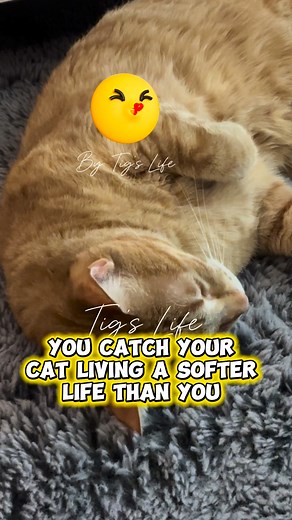 #cat #catoftheday #catlife #petlover | Tiggy the Cat