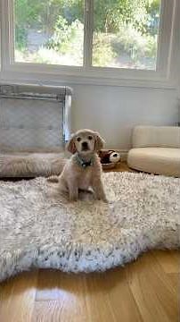 Mini Golden Retriever Puppy Apartment Tour 🐾 | Luxury Puppy Set-Up with Two Dog Dads