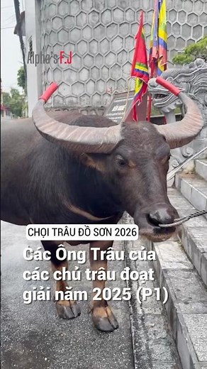 4 trâu của 4 chủ trâu đoạt giải 2025 | Chọi trâu Đồ Sơn 2026 (P1)