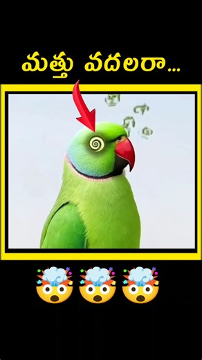 🤯How Parrots Are Damaging Poppy Farms in India | Strange Wildlife Behavior Explained