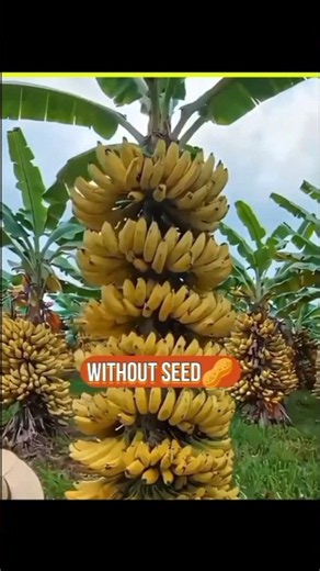 How Do Banana Trees Grow? 🍌🌱