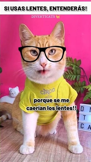 CHISTE del GATO MIOPE Con LENTES #humordegatos