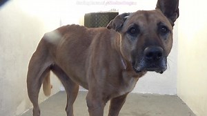 6K views · 835 reactions | A4924572 ✰ CHEYENNE -11/15/20- OWNER...