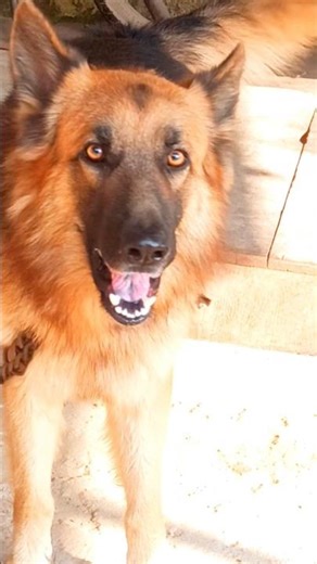 angry german shepherd dog barking sound dog barking video #germanshepherd #trending #cute