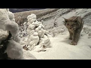 North American Mammals