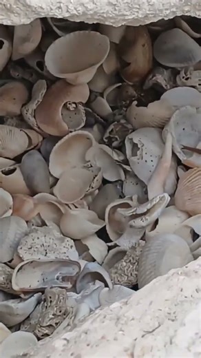 Shells On Shells On Shells