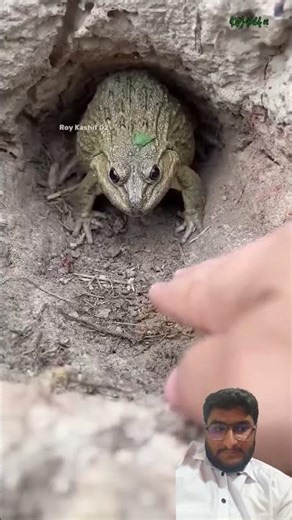 wait for it 😧🐸