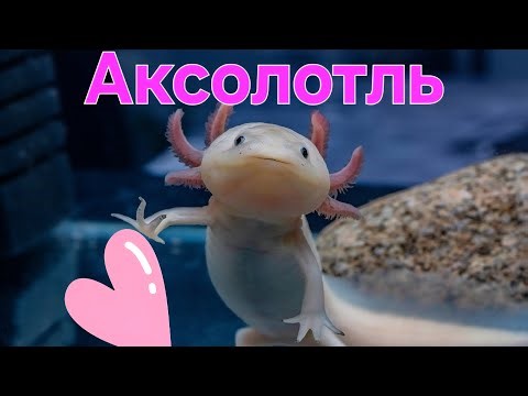 АКСОЛОТЛЬ. ЕГО СЕКРЕТЫ И УНИКАЛЬНОСТЬ.
