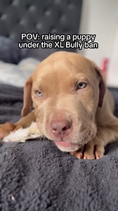 114K views · 150K reactions | Banned but beautiful 凉❤️ #Dogs #XLbully #cute #pets #americanbully | Lucian The Lion | Facebook