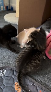 Claus had some harsh words for me after I interrupted his milk time!! 😾what do you think he said?? #adoptdontshop #orangecat #tabbycat #catfamily #cutekitten | Erin Berger