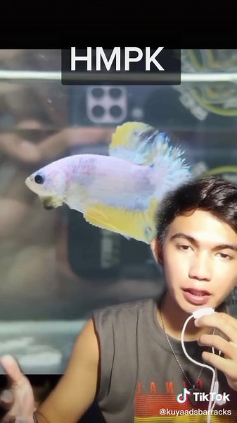 Types of Betta Fish Tails