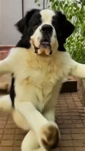 STUBBY ROCKS..#aipet #dogshorts #doggielife #funny #petshorts #cute #trending #pets #dogsworld#ai