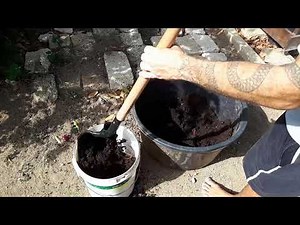 How to plant Cassava AKA Yuca cuttings in container