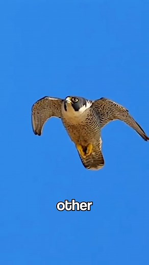 2K views · 12 reactions | 7 Highest Bird Flights Ever Recorded!#shorts #viralshorts #Birds #Wildlife #AnimalFacts #FlyingHigh #BirdFlight | Wildfree Nature's | Facebook