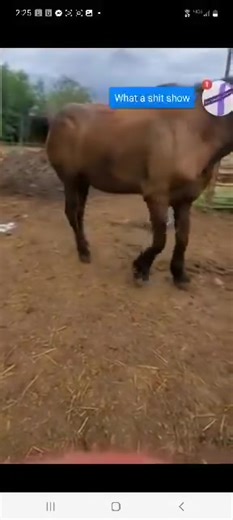 All This Amish Bashing Is Ridiculous! Yes Amish Send Their Horses To Auction But Many Are Not In The Condition You See From The Kill Buyers Online When They Get Them. The KP Buyer Is The One Over Packing Them In Trailers Where They Get Injured With No Treatment And Not Feeding Them So They Don't Invest Anymore Money Into The Horse And People Will Buy Thinner Horses To "Rescue" Faster While They Send The Fat Easy Keeper Ones For Slaughter. Open Your Eye's And Stop Blaming People You Never Even Ta