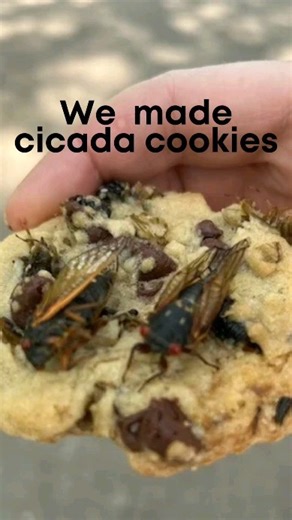 Will you try cicada cookies? 👇 . #Macaronikid #bakingwithkids #bakingrecipe #explore #cicada #cookies #cookierecipe #chocolatechipcookies #recipeoftheday #recipe #recipes | Macaroni KID National