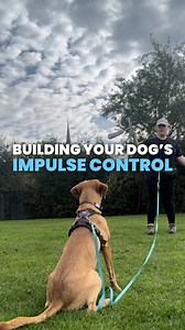 1.1K views · 425 reactions | Impulse control is one of the most important skills to teach any dog and it’s something that teenage dogs often struggle with!  Here’s a fun game you can play with your dog to build up their impulse control skills and your relationship  #forcefreegundogtraining #gundogtraining #rewardbaseddogtraining #easydogtraining #dogtrainingtips | Paw Forward Dog Training | Facebook