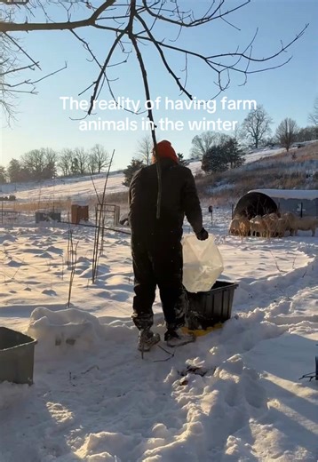 Anyone wanna guess how many trips it took to fill their makeshift water bucket?🤣 #homestead #farmlife #farmin #farmanimals #homesteadlife