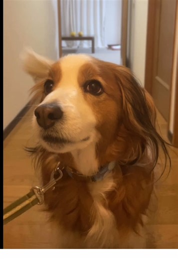 お散歩上級者のコイケルボーイ。 #コイケル #コーイケルホンディエ #kooikerhondje #おでかけコイケルボーイ