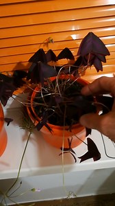1.5K views · 13 reactions | Check how to take care of Oxalis Triangularis . Let me know if you have any questions. | Mr. Houseplant | Facebook