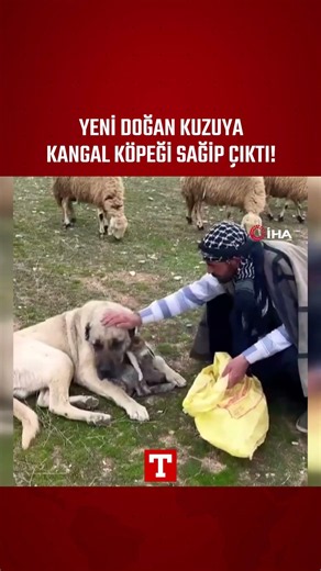 Kangal Dog Adopts Newborn Lamb! #Shorts