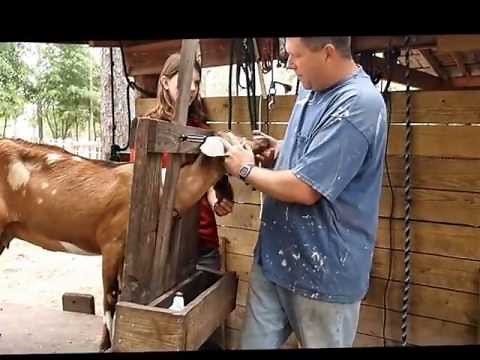Happy Heart Farms how to worm a goat.