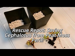 Rescue Repot: Saving Cephalotus from Peat Moss Peril!