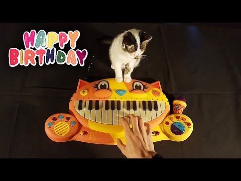 🐱 I Played Happy Birthday to my Baby Cat on Cat Piano
