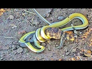 Lizard Fights Snake to Try Escape 🐍 | Ruby Life