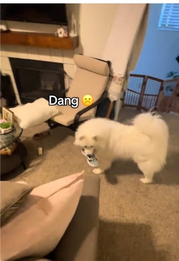 Funny Samoyed Moments: Hilarious Dog Humor