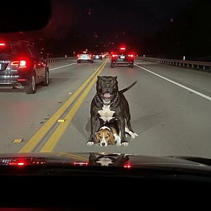 Traffic on the interstate came to a screeching halt at 6:00 PM. Horns blared. Commuters shouted out their windows. “Move it! Run it over if you have to!” In the middle of the center lane, surrounded by rushing cars, stood Kahn. Kahn was a jet-black pit bull mix with cropped ears and a heavy chain collar dragging against the asphalt. He looked like every nightmare people imagine when they hear the word “pit bull.” He was snarling, snapping at the tires of any car that got too close. Someone calle