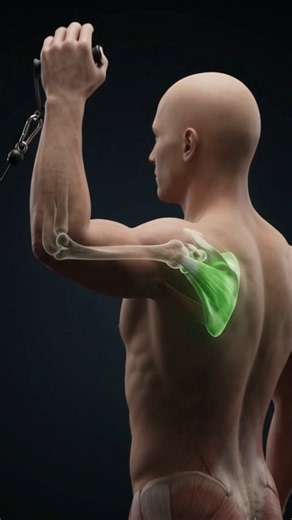 “The Shoulder Muscle You Can’t See From the Front… But It’s Working! 👀🧬” #gym #shoulderworkout