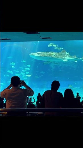Okinawa Churaumi Aquarium沖縄美ら海水族館とエメラルドビーチ#okinawa #travel #beach