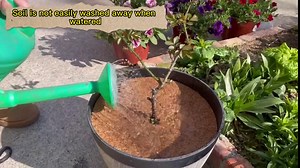 nutroeno 24 inch Coco Coir Mulch Ring Mat - 3 Pcs Coir Mulch Discs, Coconut Fiber Tree Ring Coco Liner Root Protection for Indoor Outdoor Potted Plants