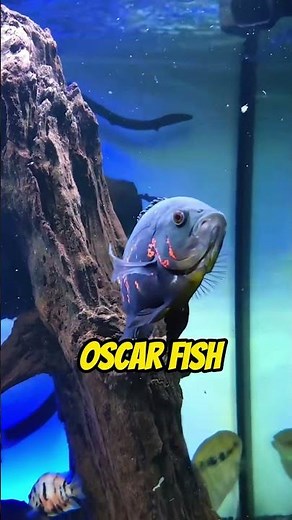 Top 5 Most Aggressive Aquarium Fish