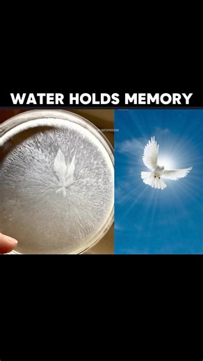 90% of people don't realize they can use water to shape their reality. By encoding water with intentions and drinking it, you align yourself with that vibration. Water holds the memory from the beginning of time, and all of the knowledge and the wisdom is embedded in the water. Water is like God it's alive it is God it is us, we are water, we are the collective consciousness. Manifest your dreams into reality by following me and watching how I created my own reality from being homeless and the m