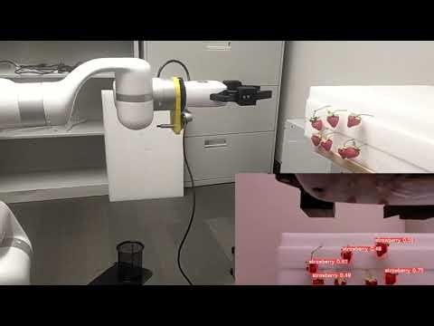 Robotic Strawberry Harvesting