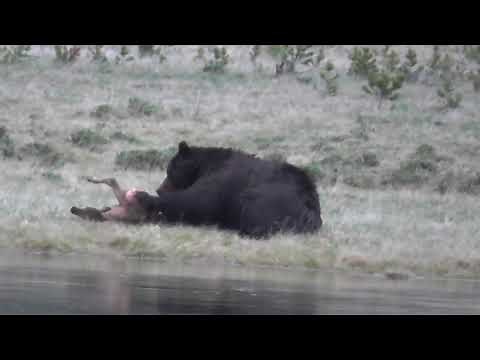 Black male BEAR eating deer and tearing alive