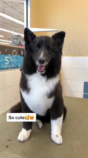 Adorable Sheltie Dog Grooming Transformation