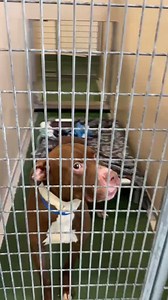 14K views · 245 reactions | There are dogs & cats in foster homes...